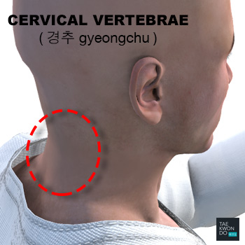 Cervical Vertebrae ( 경추 gyeongchu )