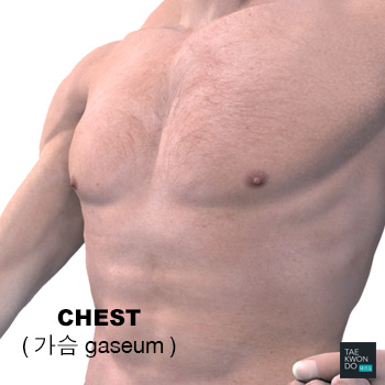 Chest ( 가슴 gaseum )