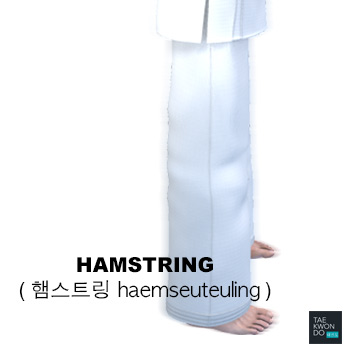 Hamstring ( 햄스트링 haemseuteuling )
