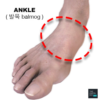 Ankle ( 발목 balmog )