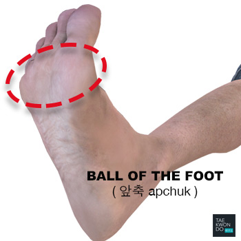 Ball of the Foot ( 앞축 apchuk )