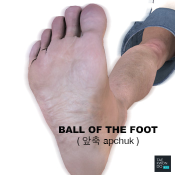 Ball of the Foot ( 앞축 apchuk )